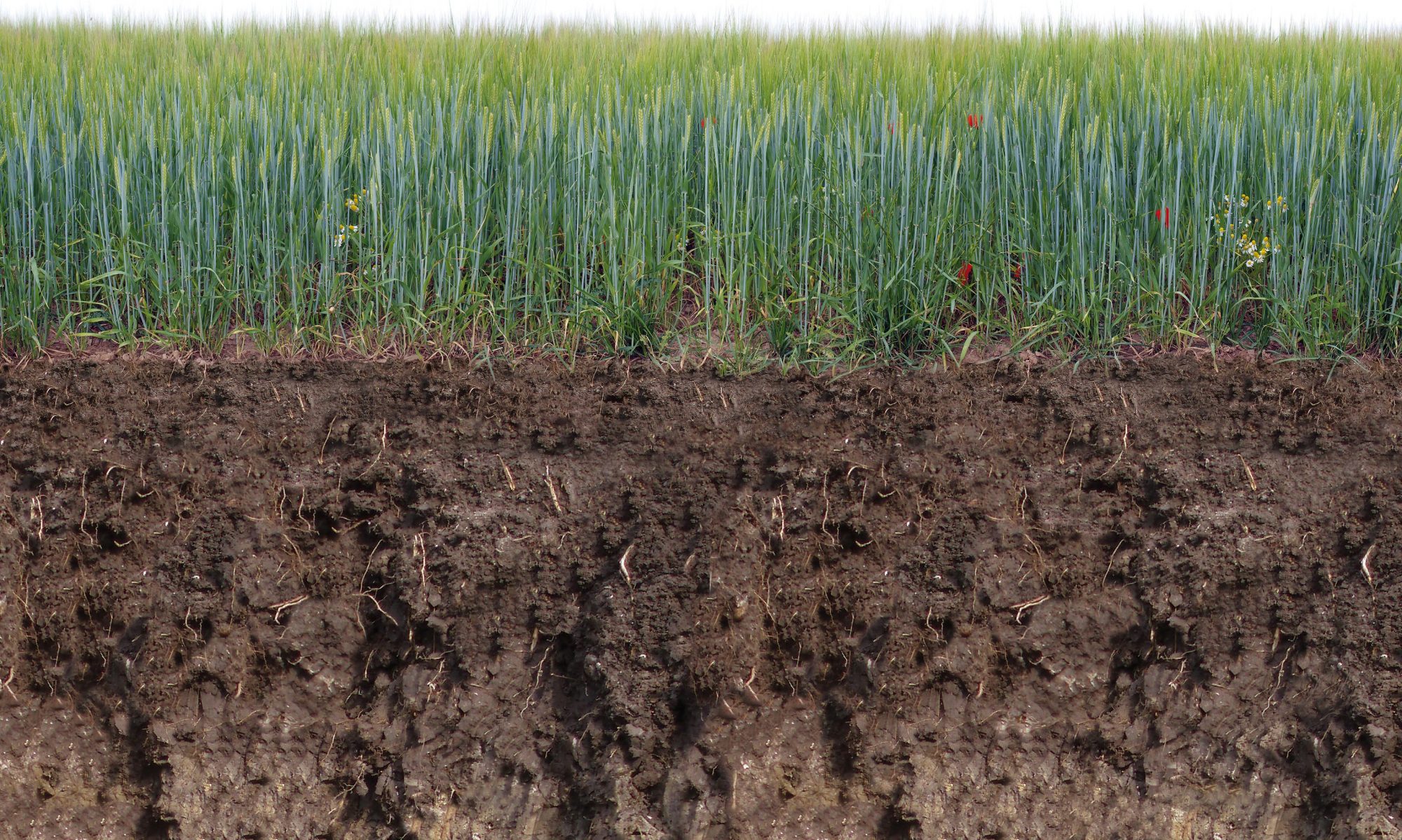 le projet CARBIOSOL